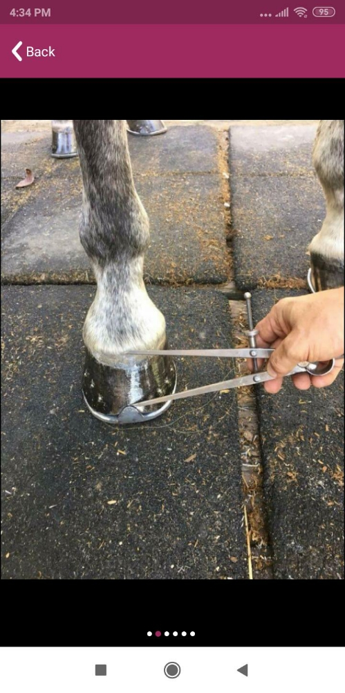 farrier Qatar - 5