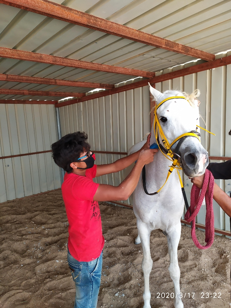 farrier Qatar - 2