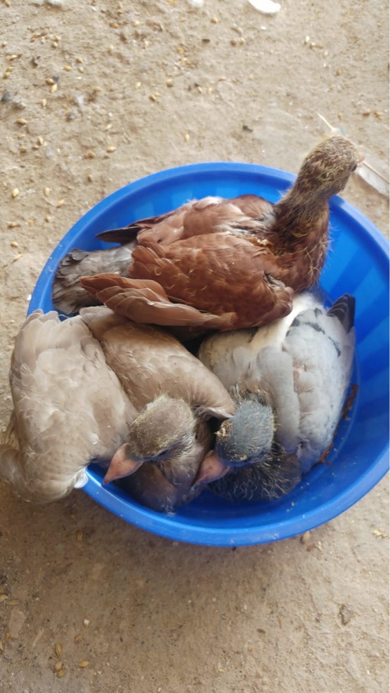 فروخ حمام زاجل - 2