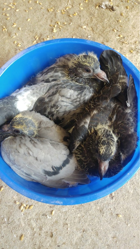 فروخ حمام زاجل - 3