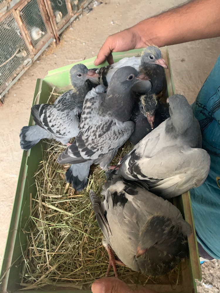 فروخ حمام زاجل - 1
