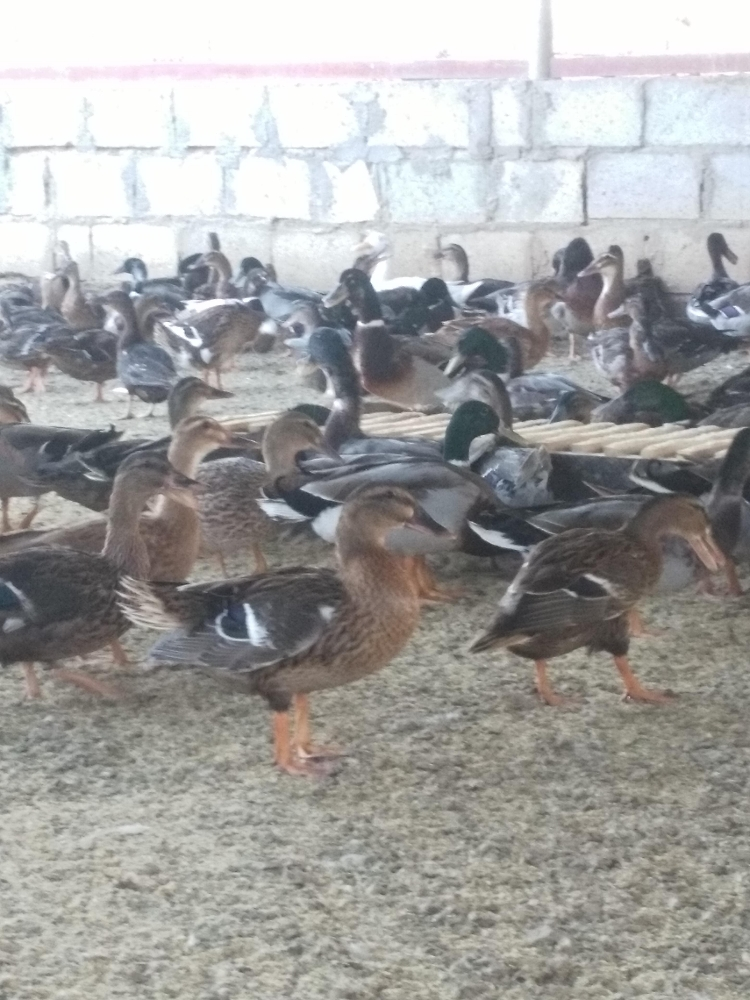 بط طيار - 5