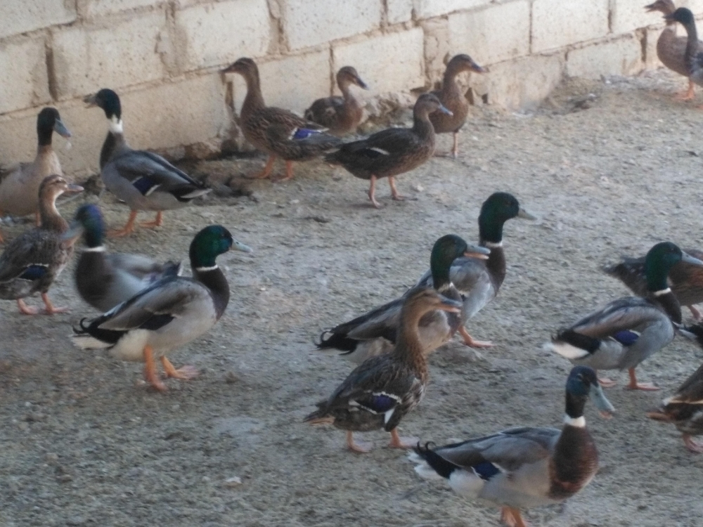 بط طيار - 3