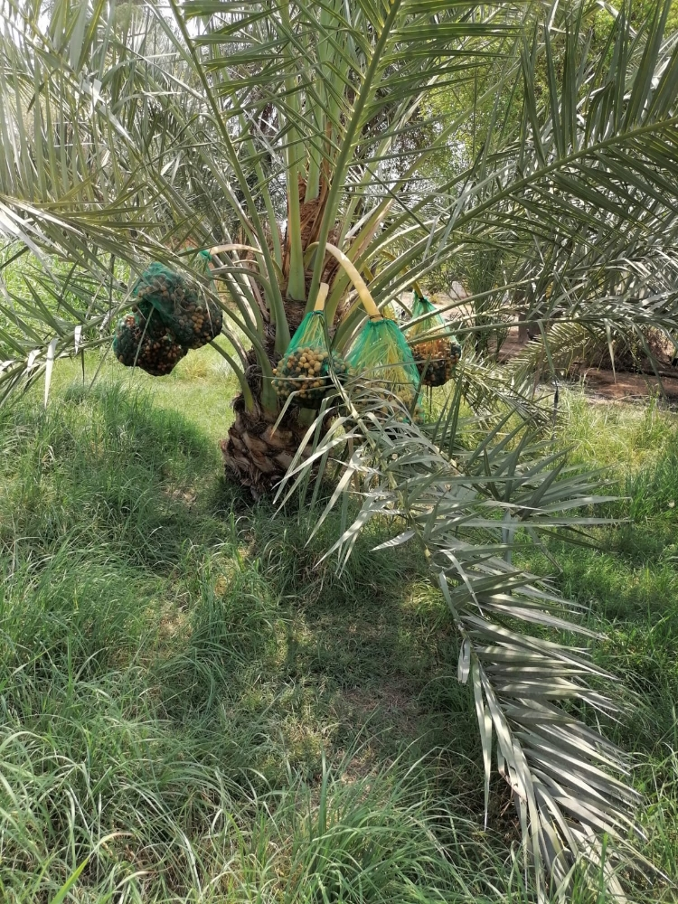 زراعه نخيل - 1