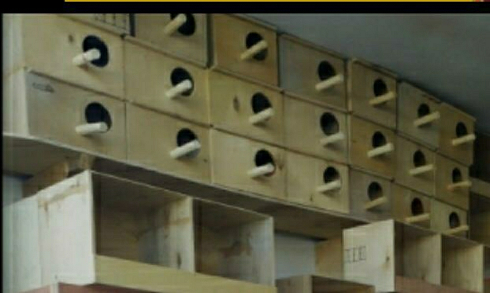 box - 1