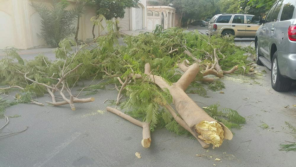 مقطع أشجار - 2