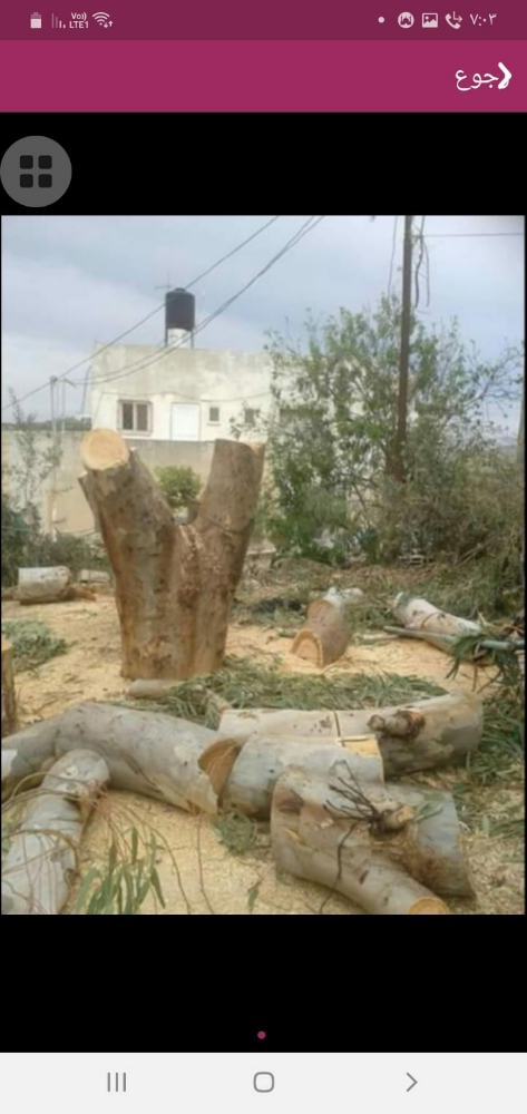 مقطع أشجار - 1