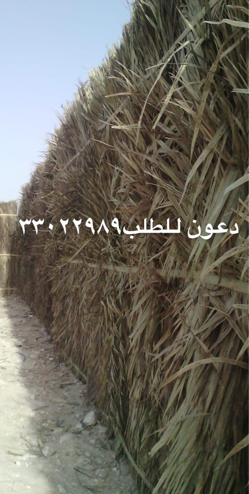 Palm fronds for sale - 5