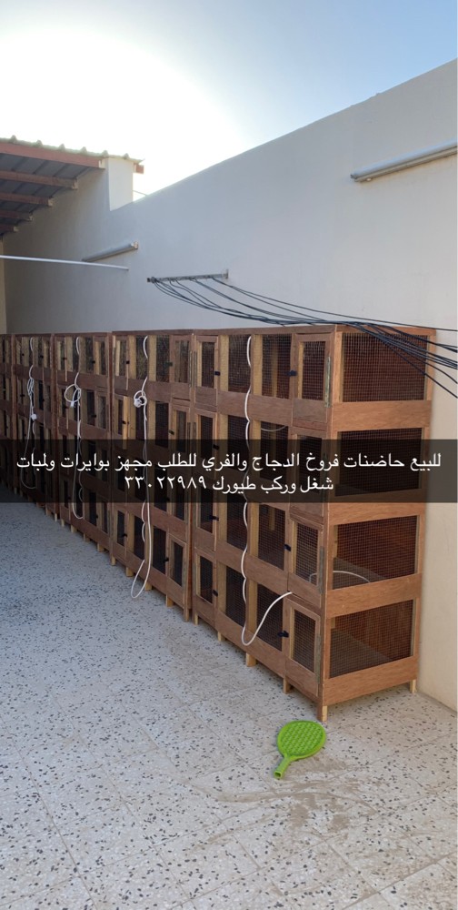 Pigeons and chickens sale - 5
