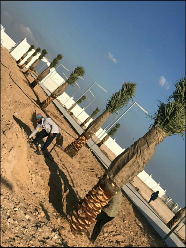 ديكورات حدائق - 4