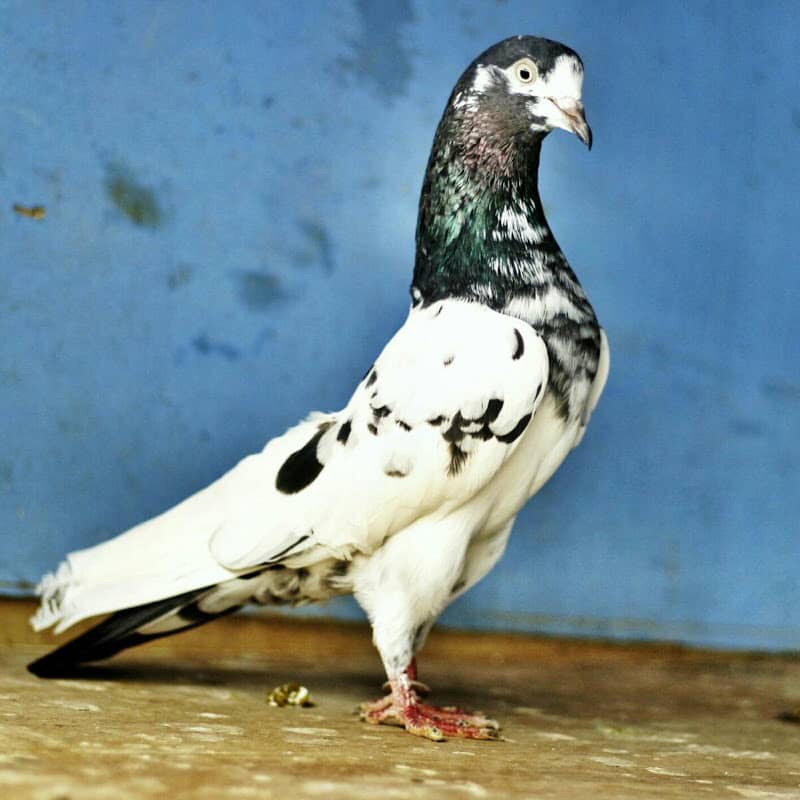 مطلوب حمام باكستاني طيار - 1