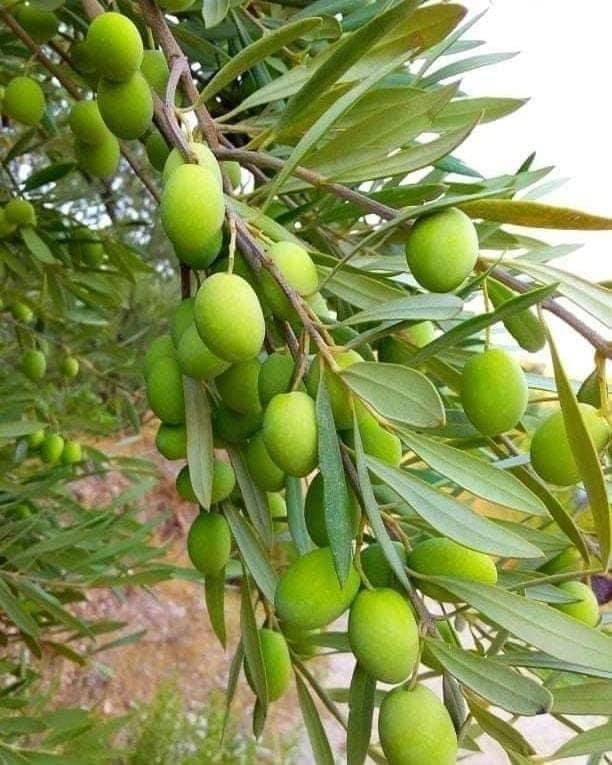 زيت زيتون بكر عصر أولى فلسطيني - 3
