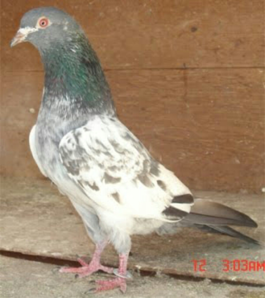 مطلوب حمام باكستاني طيار - 3