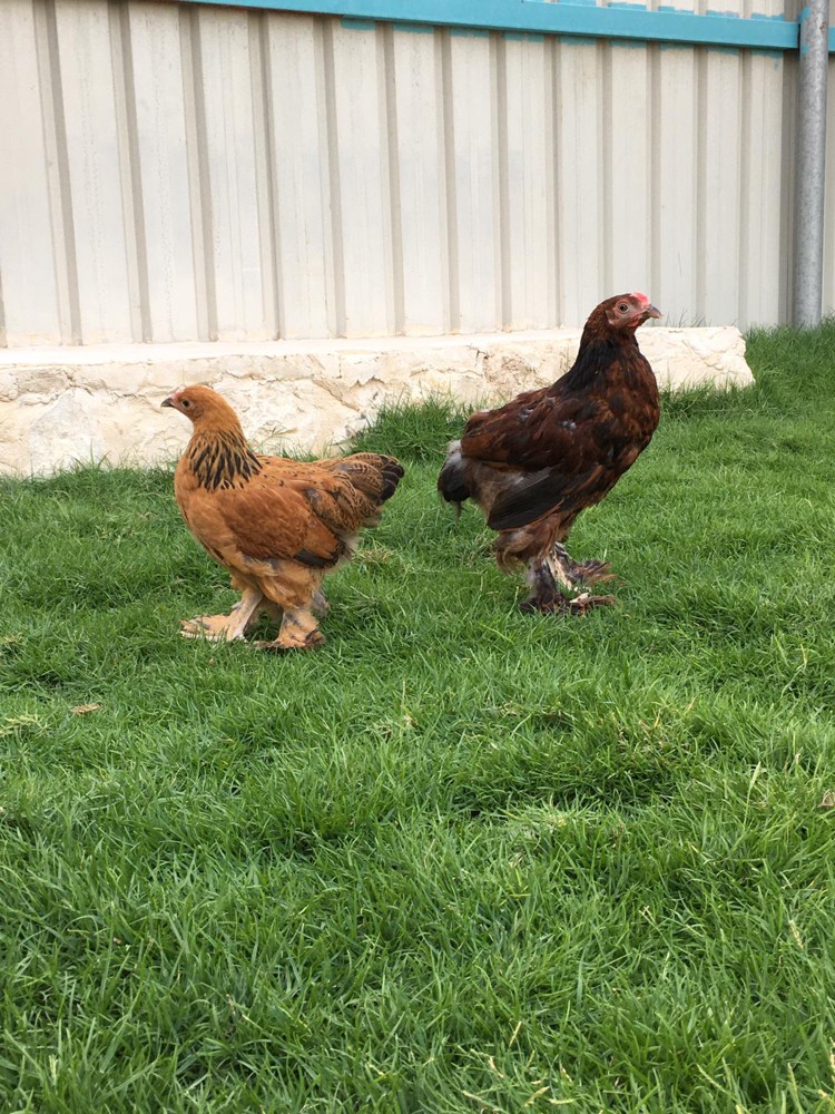 زوج براهما - 2