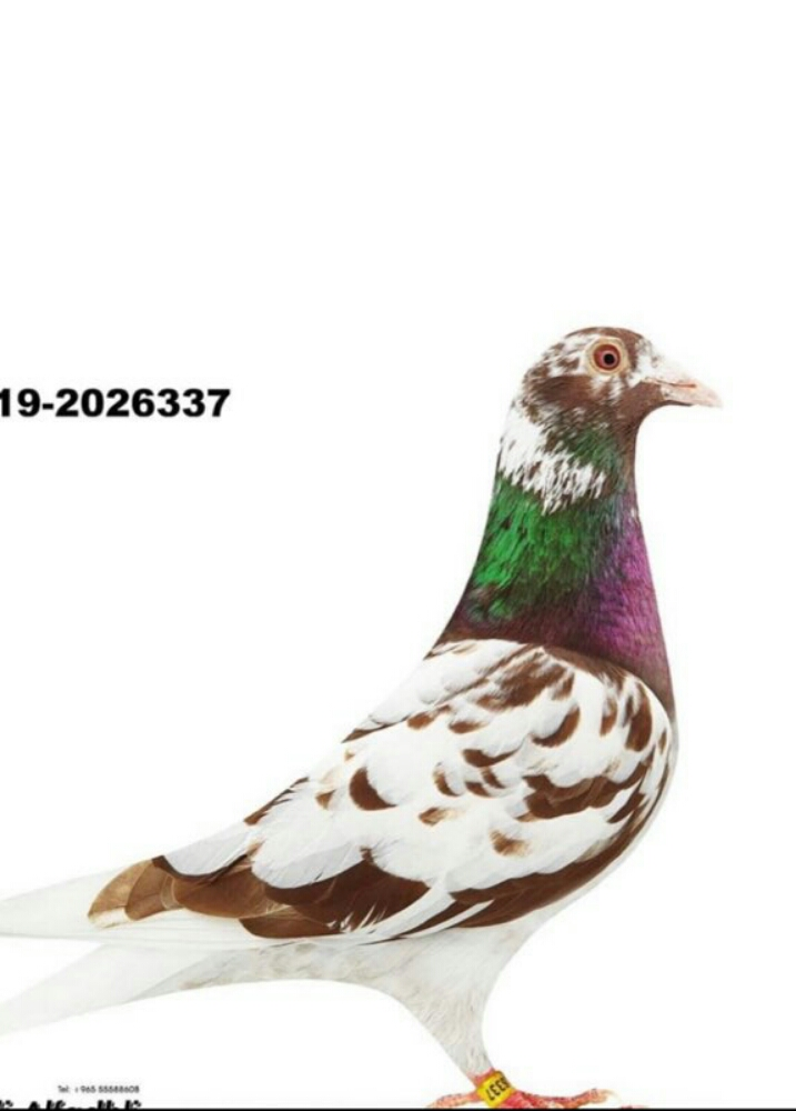 مطلوب حمام زاجل  مولمينز - 5