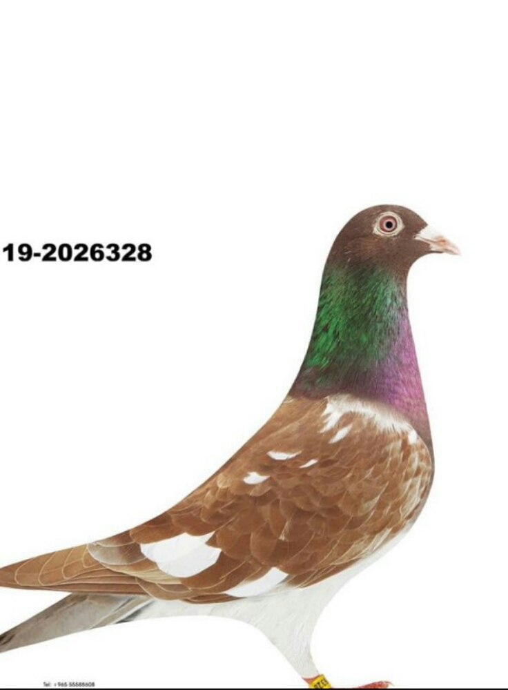 مطلوب حمام زاجل  مولمينز - 2