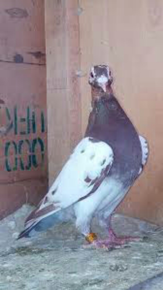 مطلوب حمام زاجل  مولمينز - 8