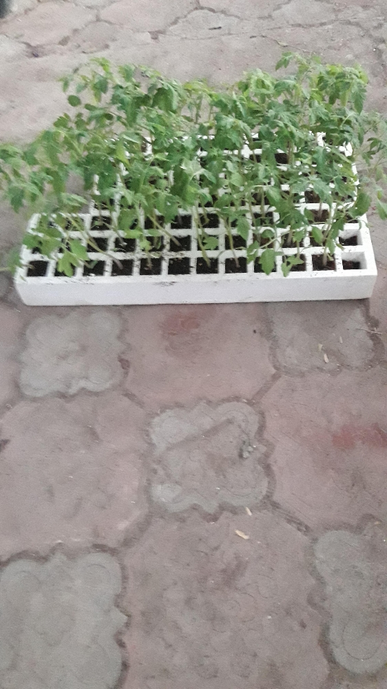 شتلات طماطم وخضار - 1