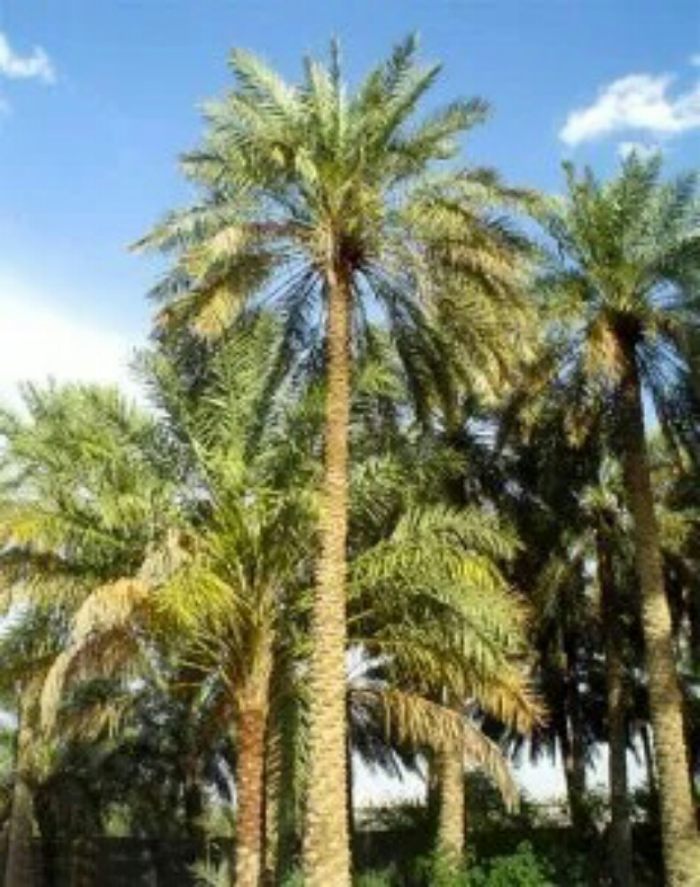 نخيل ارتفاعات ممتازه للزينه - 3
