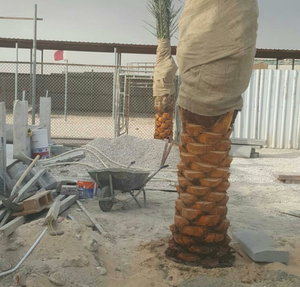 زراعه نخيل - 9