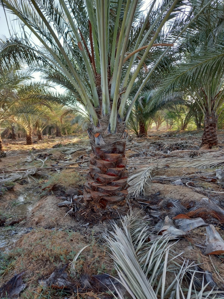 زراعه نخيل - 6
