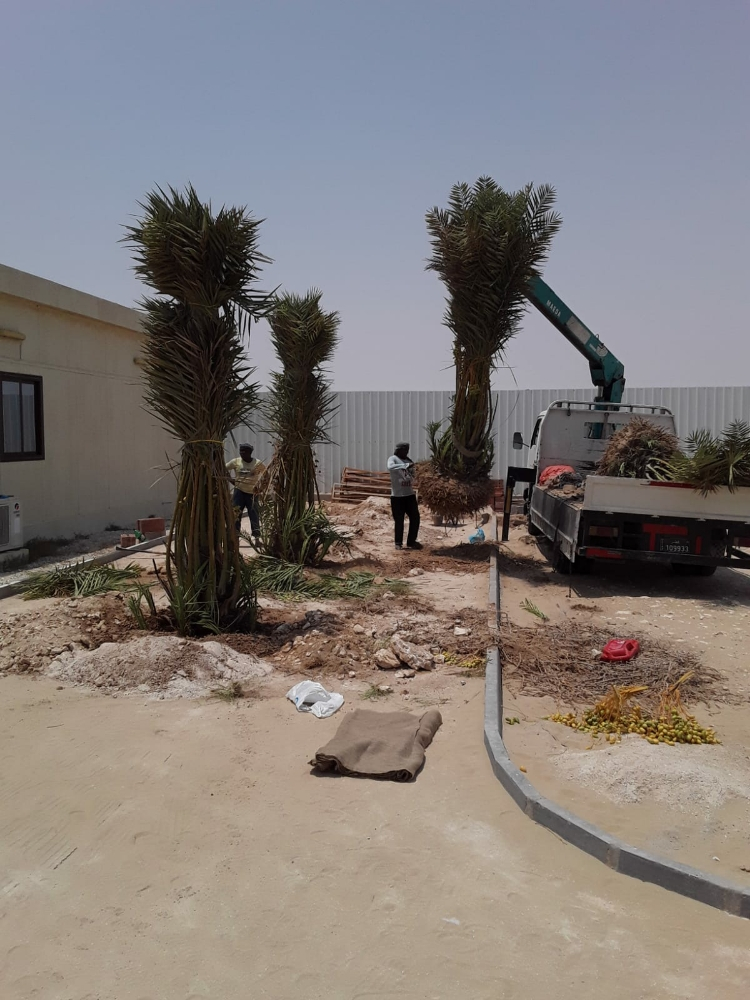 زراعه نخيل - 3
