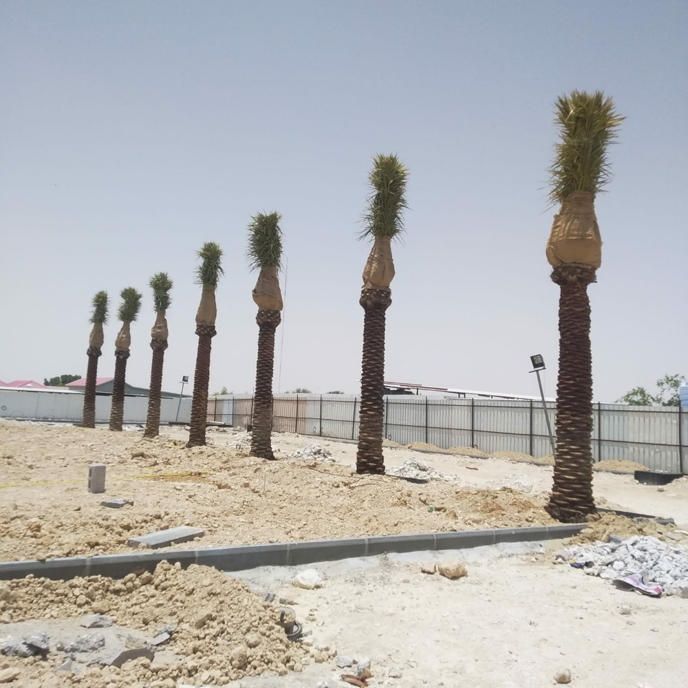 زراعه نخيل - 7