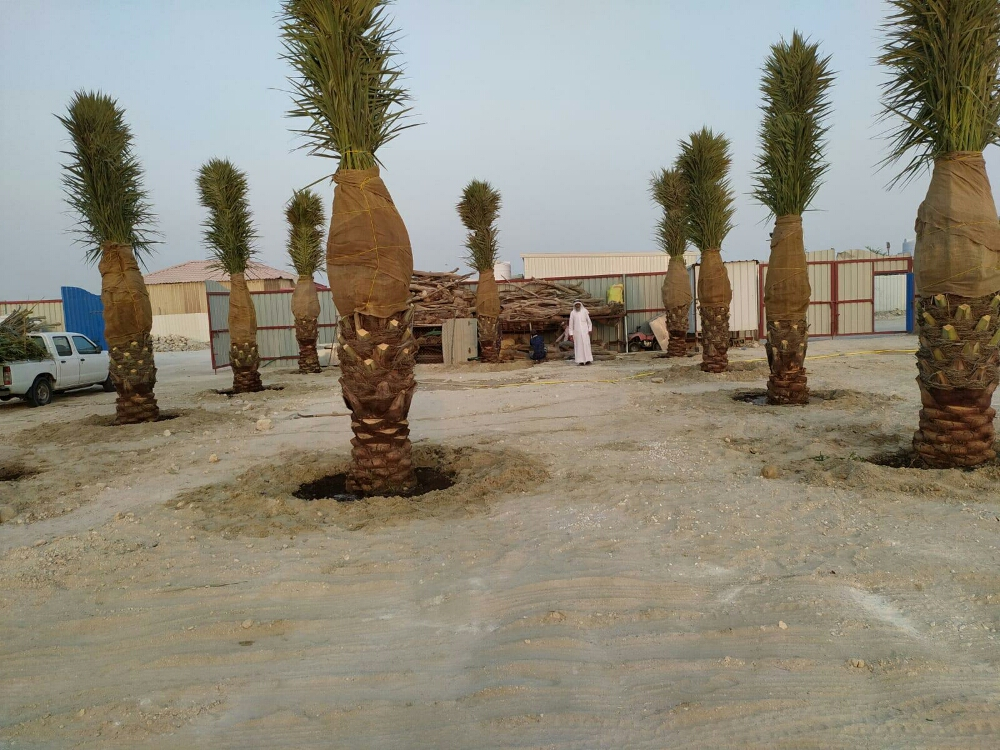 نخال متميز - 5