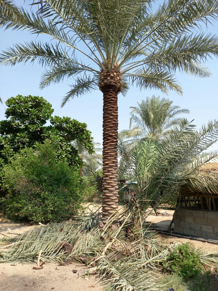 نخال متميز - 3