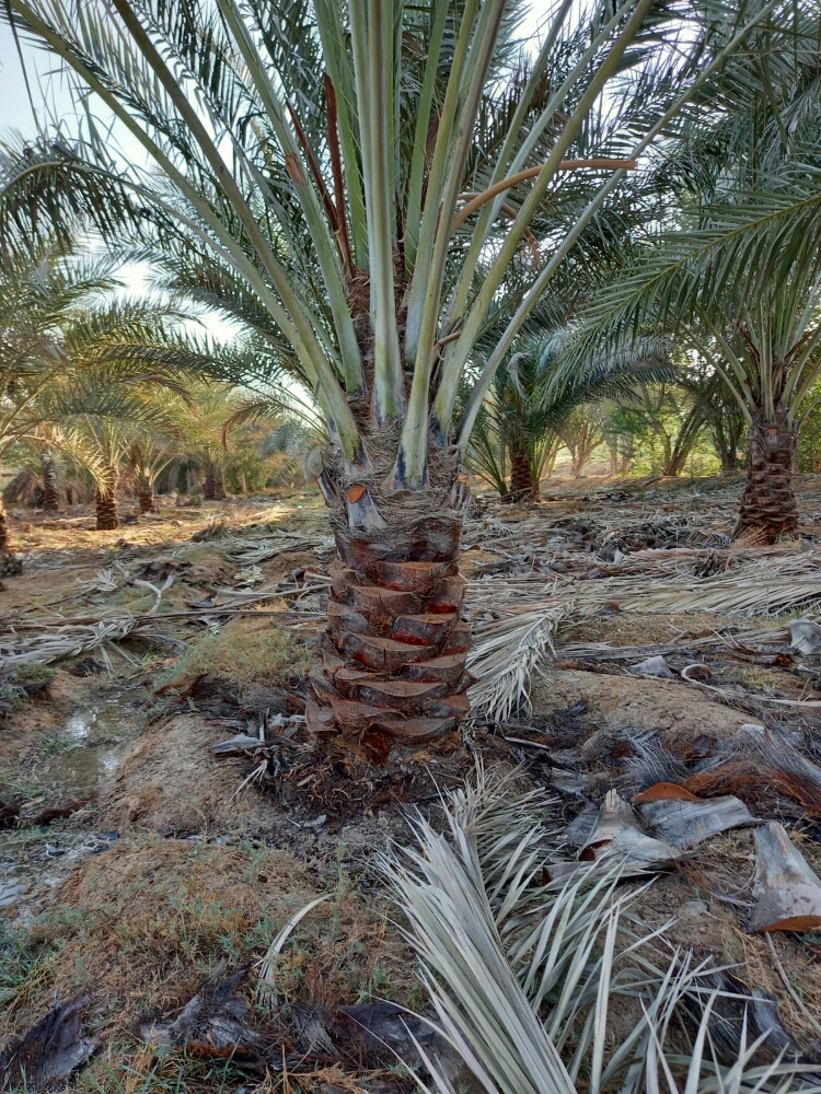 نخال متميز - 1
