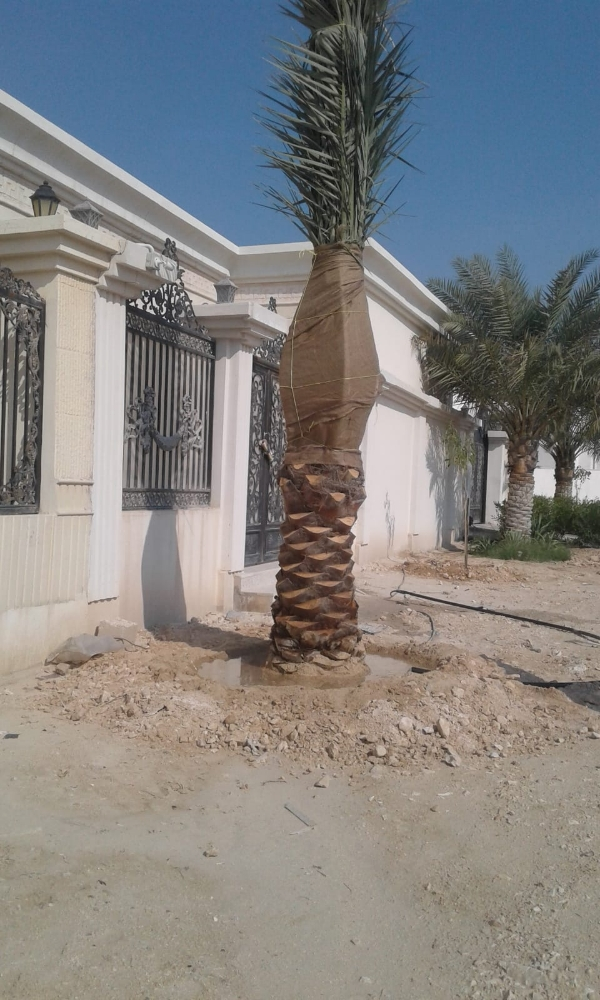 تنظيف النخيل 55079950 - 4