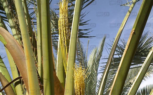 تلقيح وتقريب النخيل في قطر - 2
