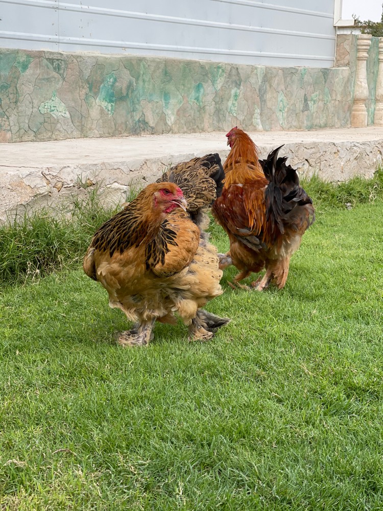 زوج براهما - 4