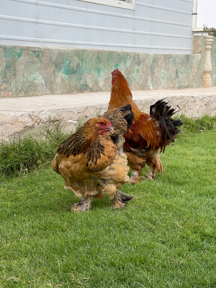 زوج براهما - 6