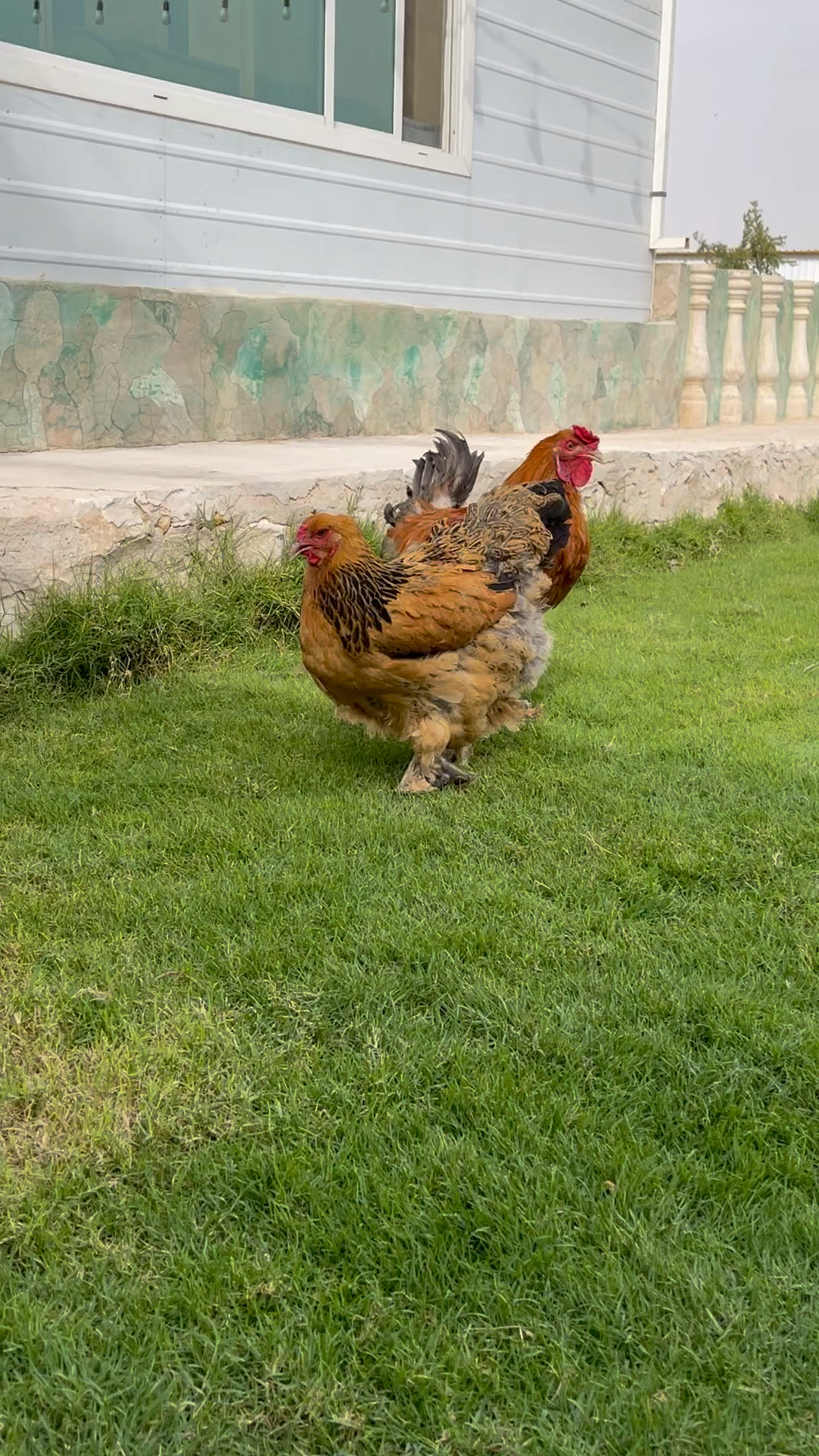 زوج براهما - 9