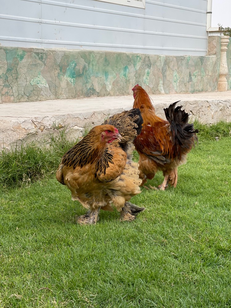 زوج براهما - 5