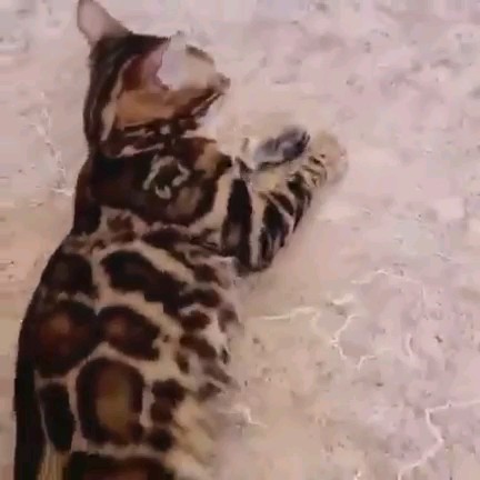 ماشاءالله بنكال للتزاوج - 1