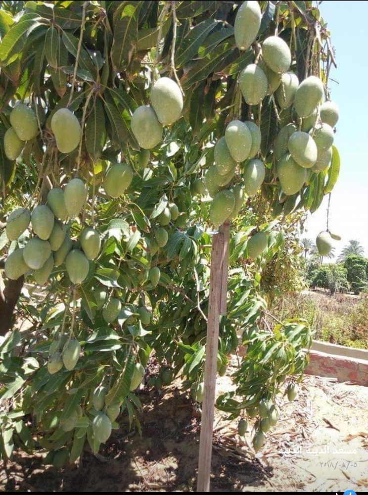 زراعه الاشجار المثمره - 2