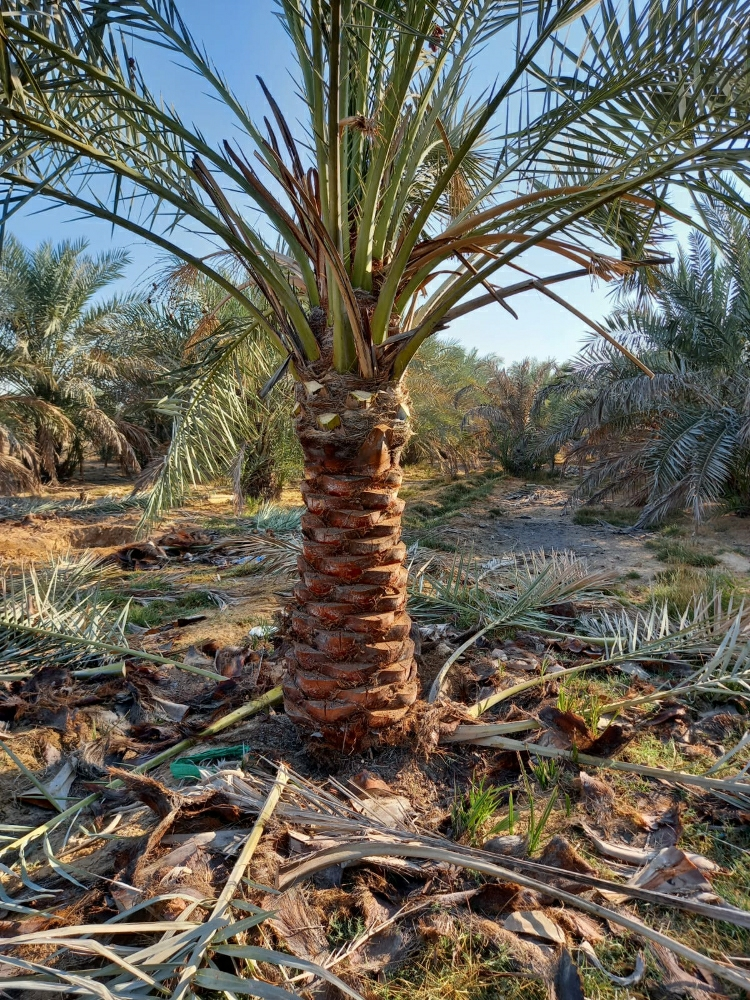 منسق ومصمم حدائق 55504810 - 3