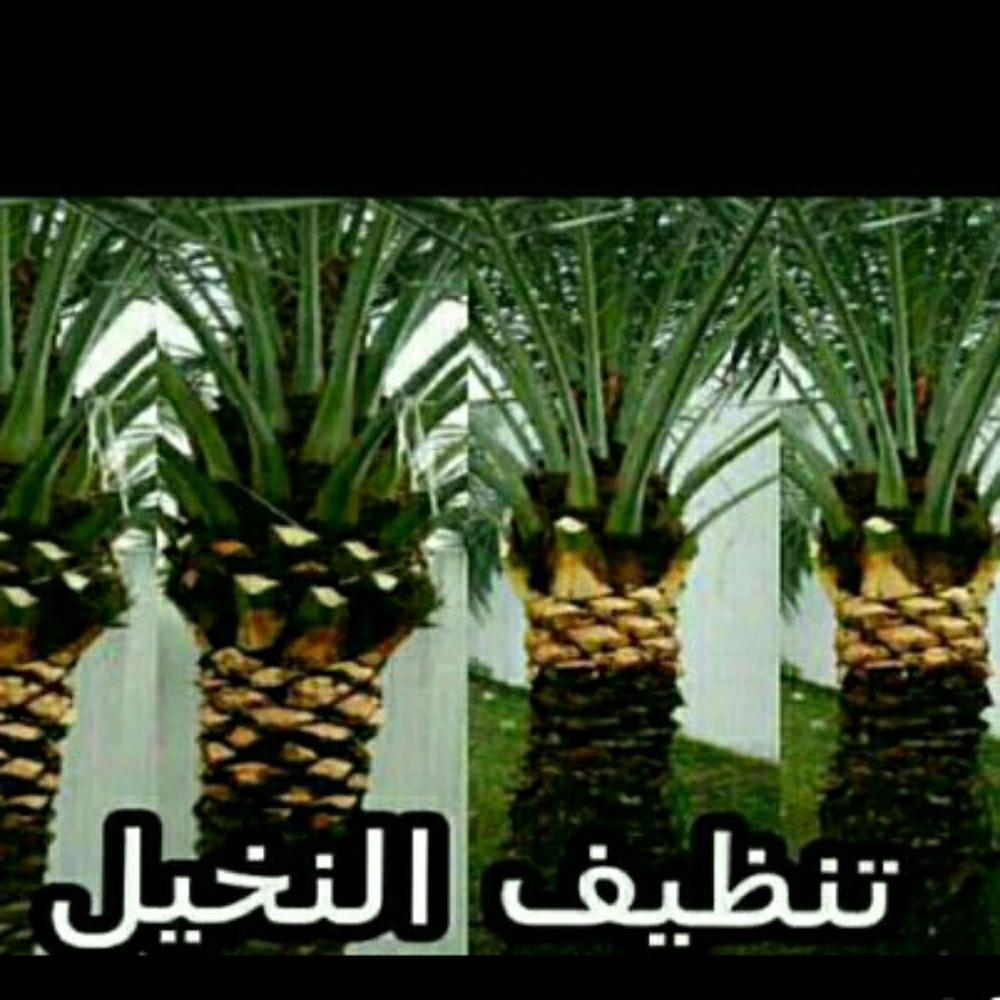 منسق ومصمم حدائق 55504810 - 2