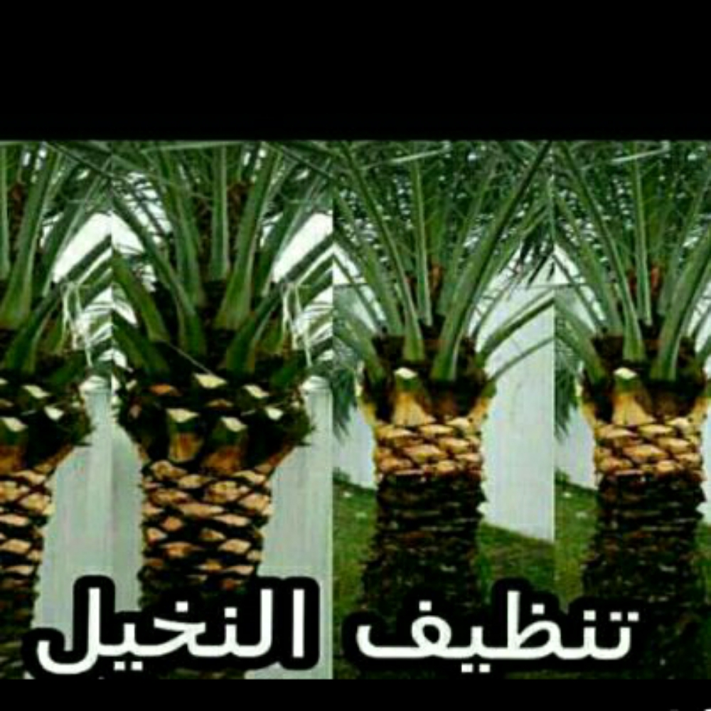 تنظيف النخيل  55504810 - 2