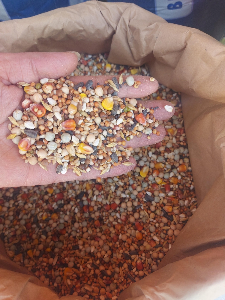food for gacan - 7