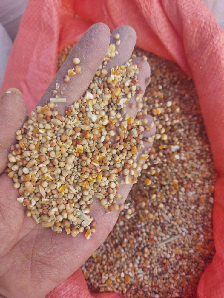 food for gacan - 12