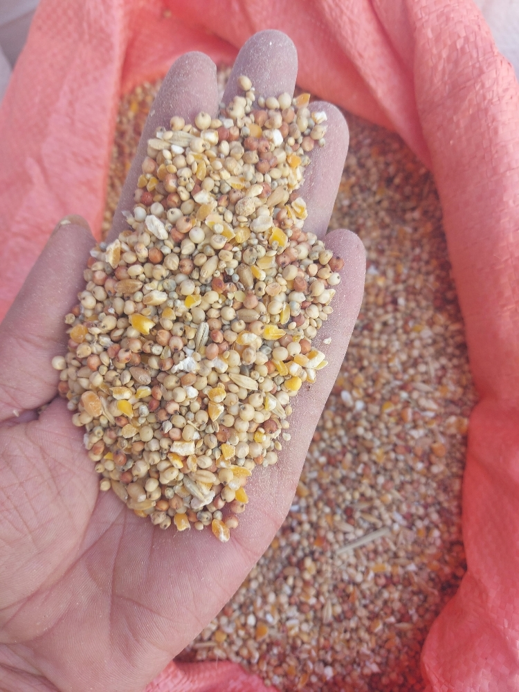 food for gacan - 11