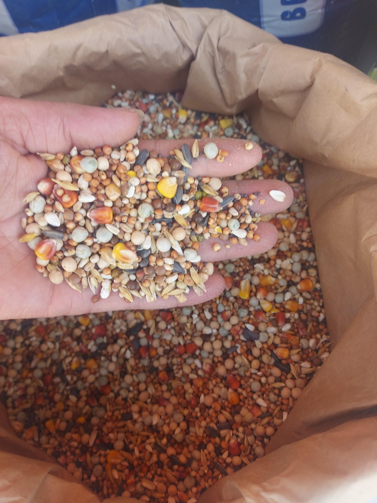 food for gacan - 8