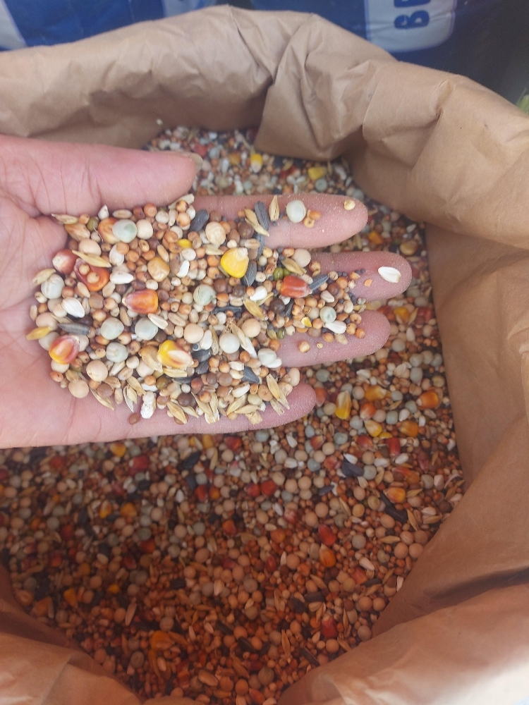 food for gacan - 13