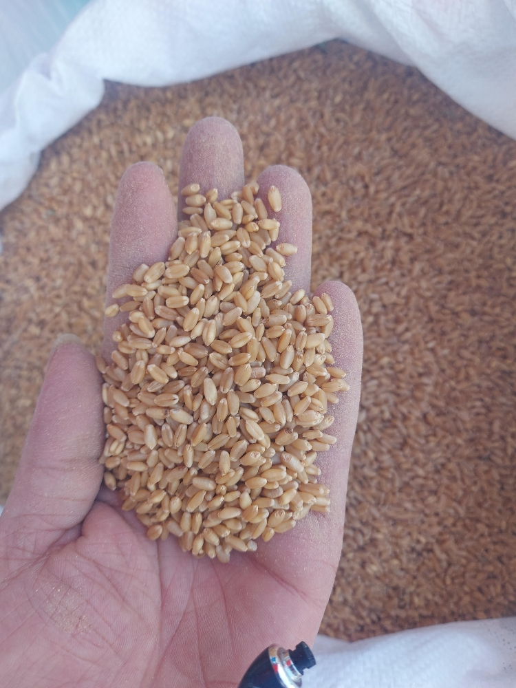 food for gacan - 3