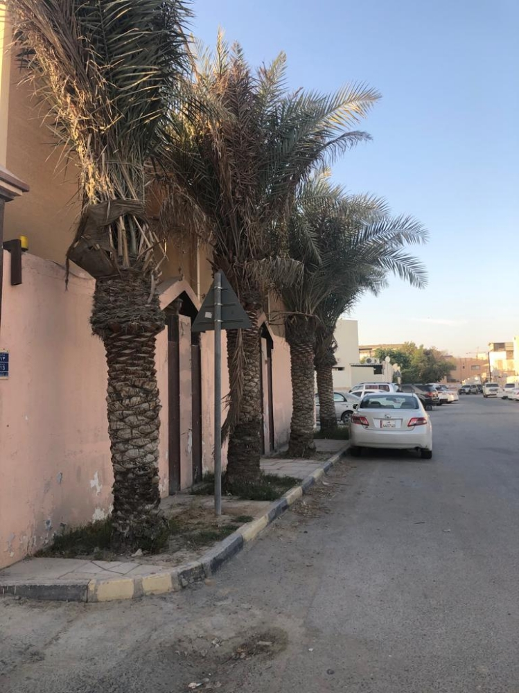 نخل إخلاص - 1