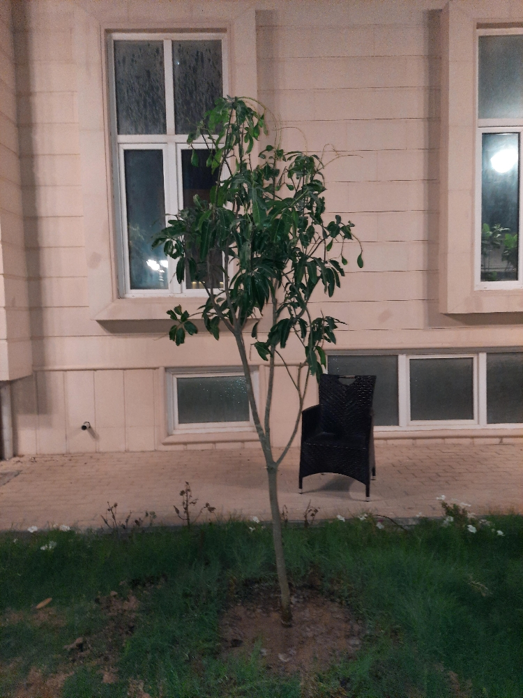اشجار مثمرة - 3