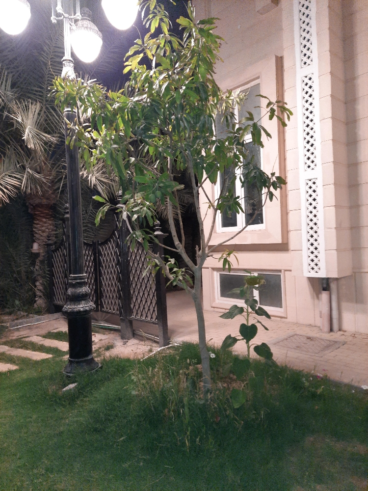 اشجار مثمرة - 2